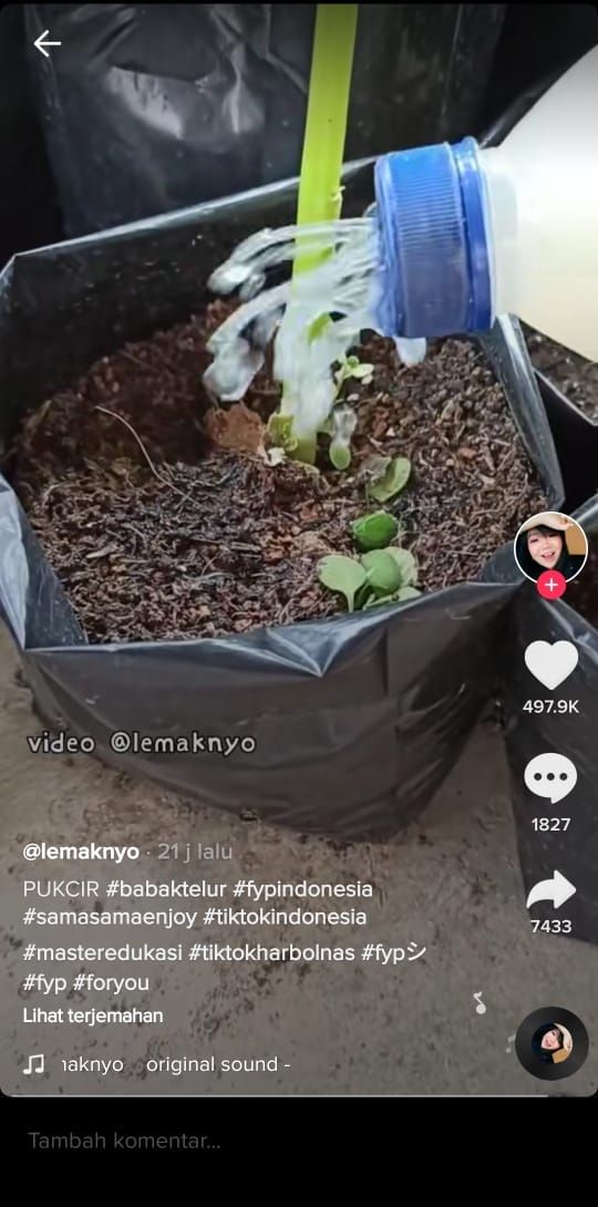 Buat pupuk cair dari kulit telur untuk kesuburan tanaman (TikTok @lemaknyo)