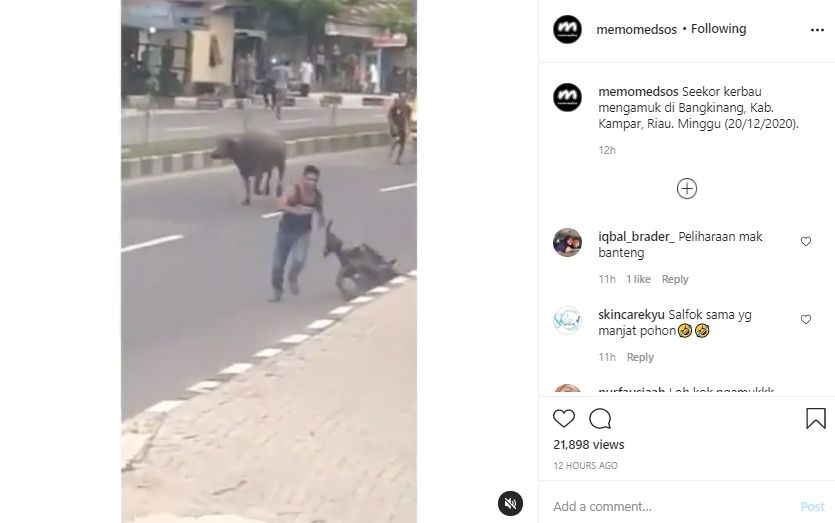 Video kerbau mengamuk di jalan raya. (Instagram/memomedsos)