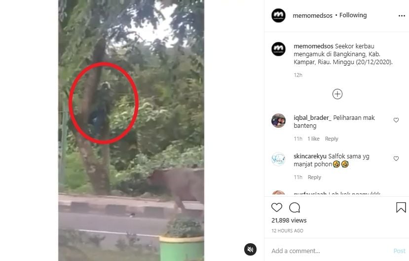 Video kerbau mengamuk di jalan raya. (Instagram/memomedsos)