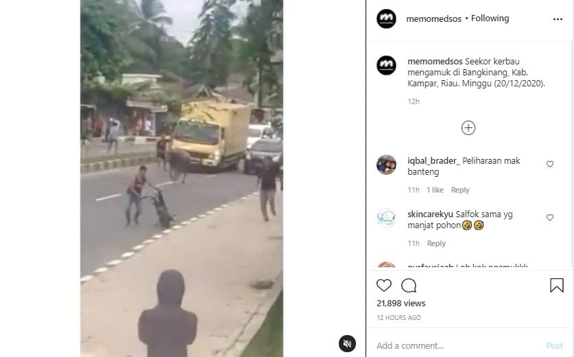 Video kerbau mengamuk di jalan raya. (Instagram/memomedsos)