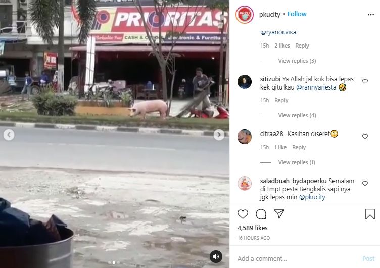 Video babi lepas di jalanan Riau. (Instagram/pkucity)