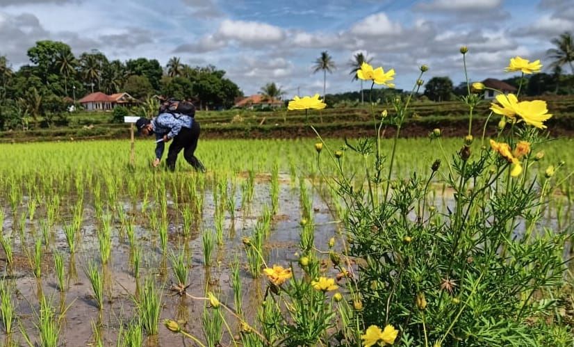 Agroeduwisata Le Marsi. (Dok. Kementan)