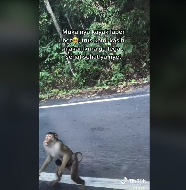 Video monyet turun ke jalan untuk minta makan ke pengendara mobil. (TikTok/qyxxtr)