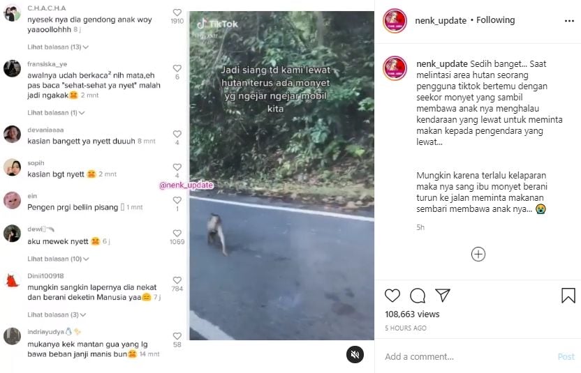 Video monyet turun ke jalan untuk minta makan ke pengendara mobil. (Instagram/nenk_update)