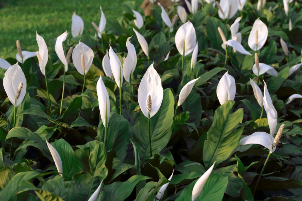 Tanaman hias peace lily. (Shutterstock)