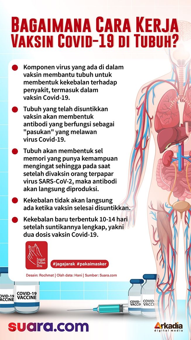 Vaksin Covid Infografis - Infografik 6 Vaksin Covid 19 Yang Akan