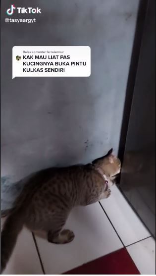 Kucing ini tunjukkan tutorial tidur di dalam kulkas (TikTok @tasyaargyt)