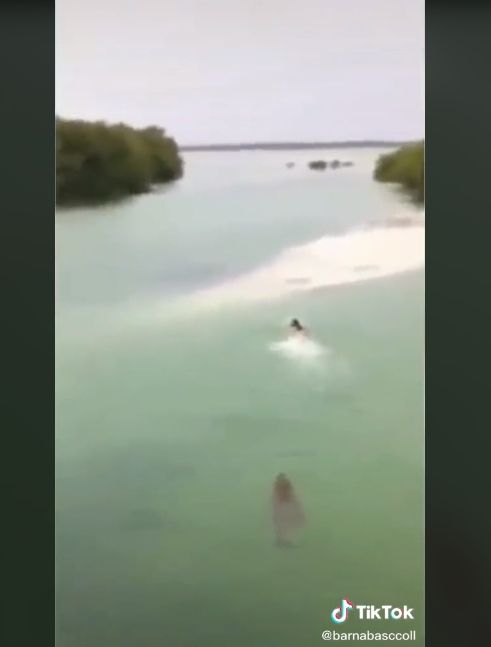 Video detik-detik warga dikejar buaya di laut. (Instagram/barnabasccoll)