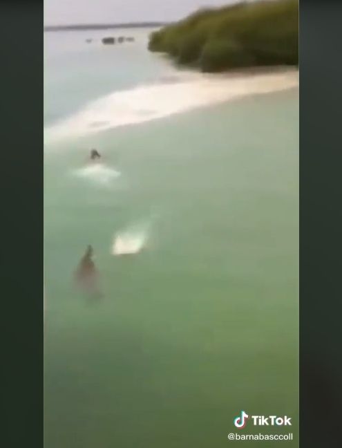 Video detik-detik warga dikejar buaya di laut. (Instagram/barnabasccoll)