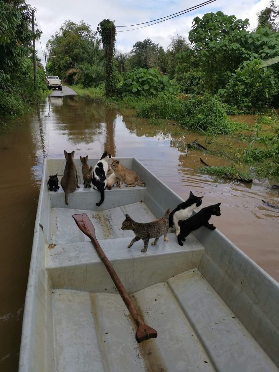 Viral Video Lelaki Selamatkan Kucing yang Terjebak Banjir 