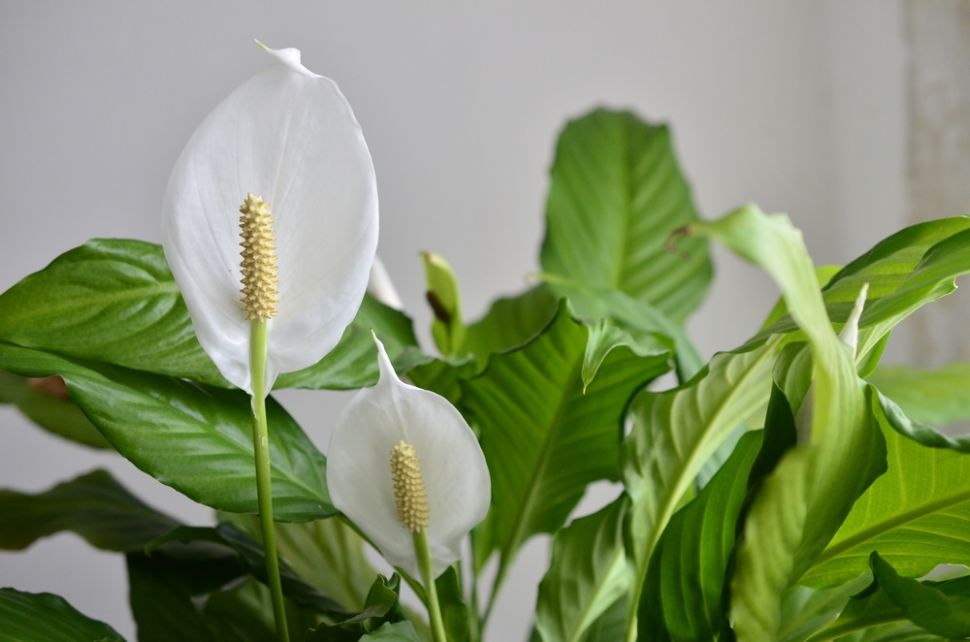 Tanaman Peace Lily. (Shutterstock)