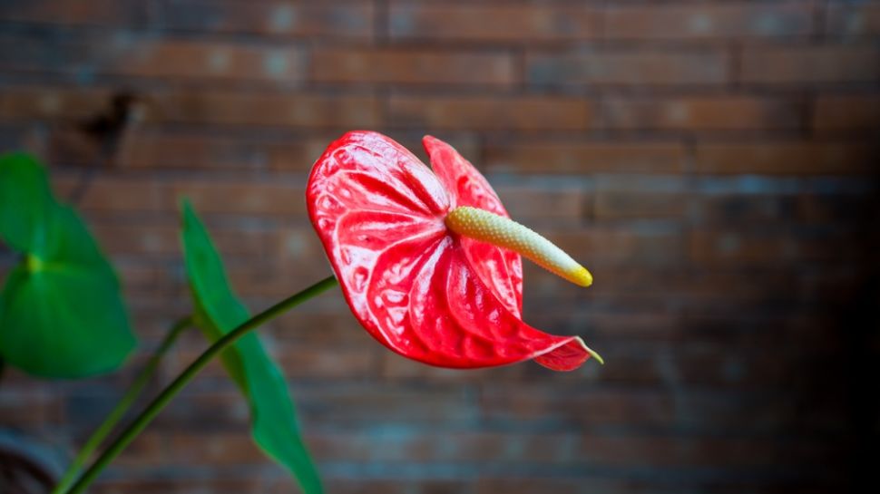 Bunga Anthurium. (Shutterstock)