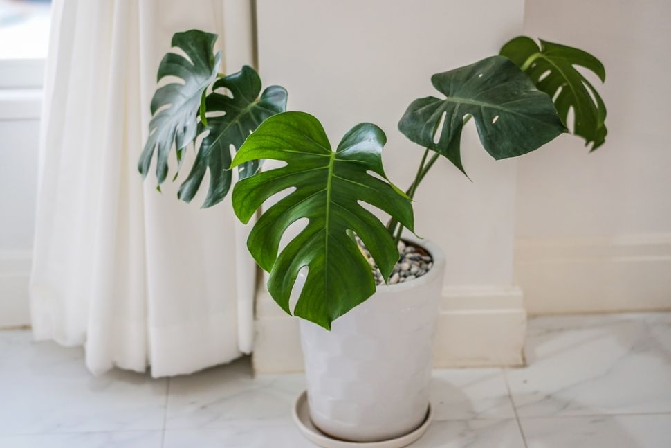 Tanaman Philodendron. (Shutterstock)