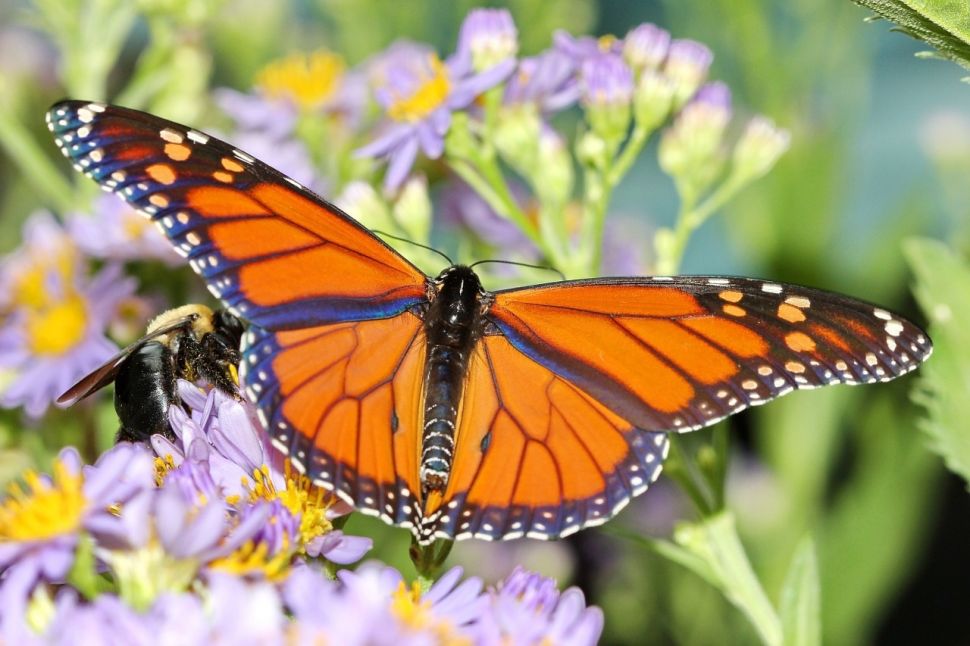 Migrasi kupu-kupu raja, Monarch butterfly. [Science Direct]