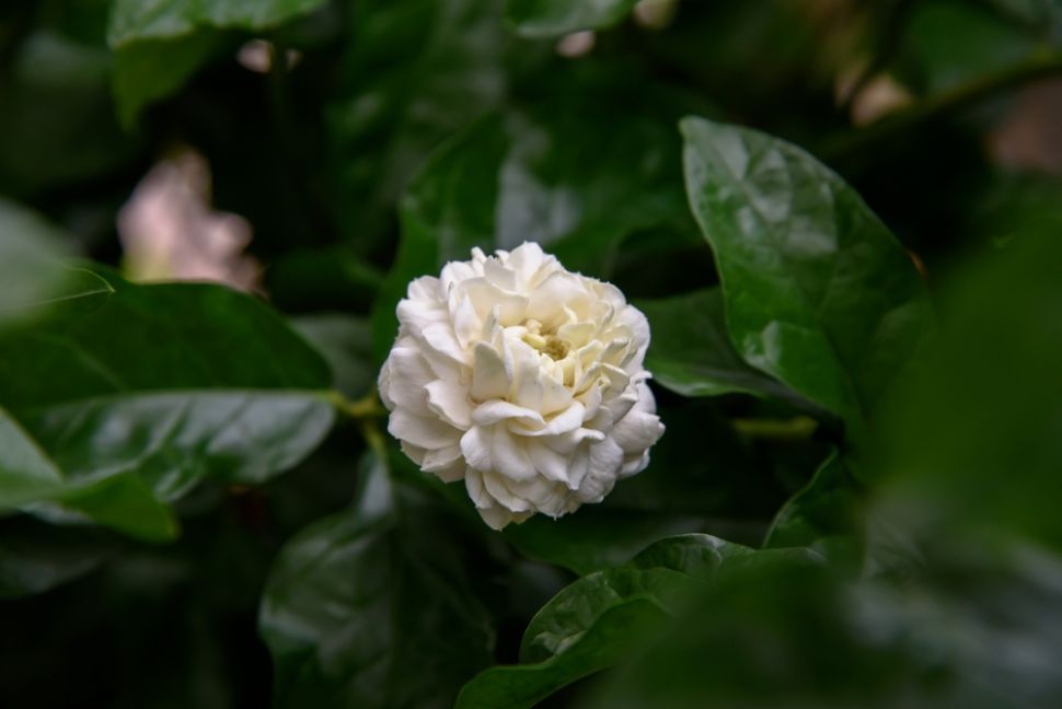 Tanaman Arabian Jasmine. (Shuuterstock)