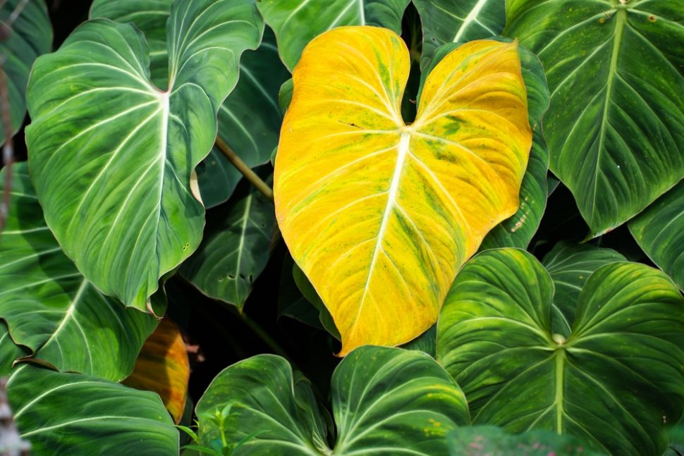 Tanaman Heart Leaf Philodendron. (Shutterstock)