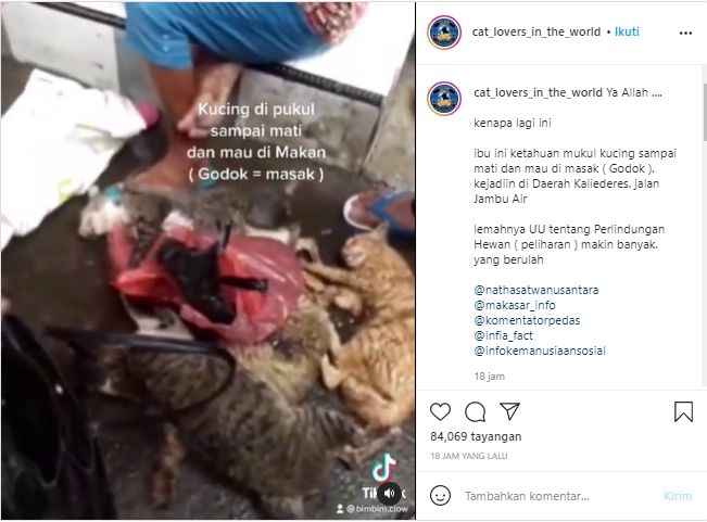 Geger kucing terkapar lemas, diduga dipukuli dan akan dimasak (Instagram/cat_lovers_in_the_world).