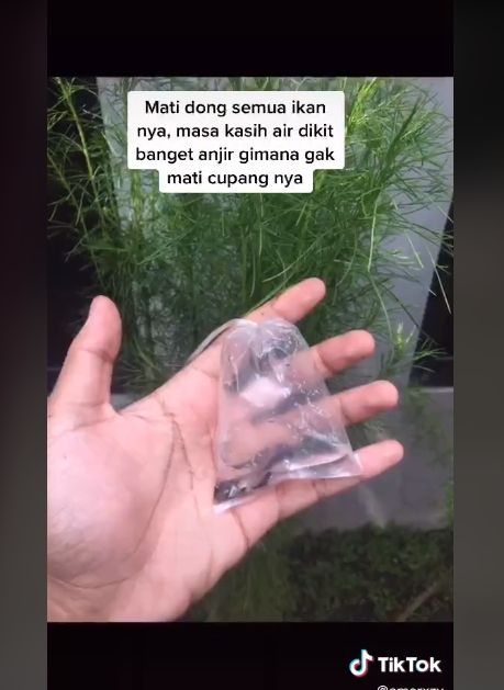 Video curhat pemuda beli ikan cupang di olshop. (TikTok/amerxzy)