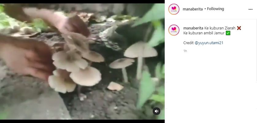 Video sejumlah pria berburu jamur di kuburan. (Instagram/manaberita)