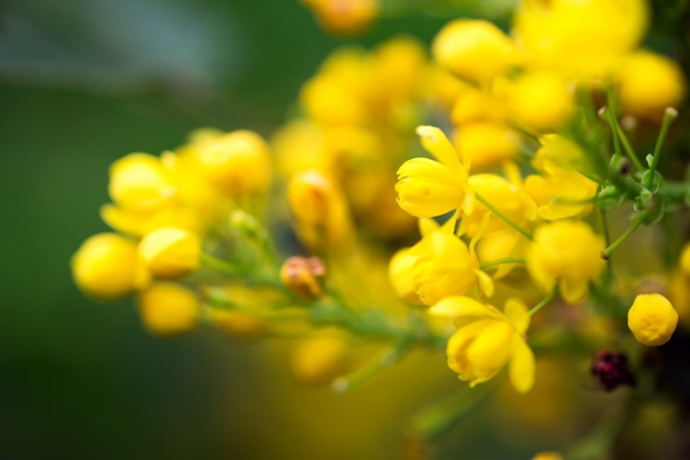 Anggur Oregon/ Mahonia (Elements Envato)