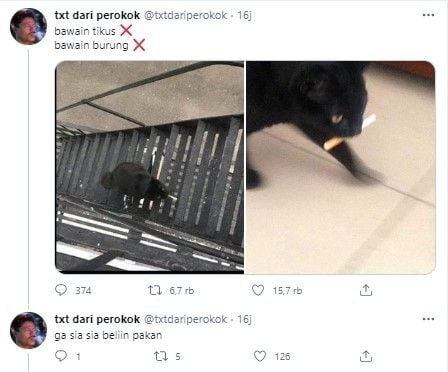 Kucing curi rokok tetangga untuk majikan (Twitter/txtdariperokok)