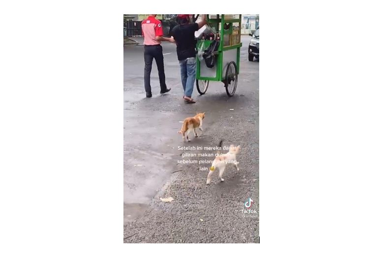 Tukang Bubur Disambut Kucing Liar. (TikTok)