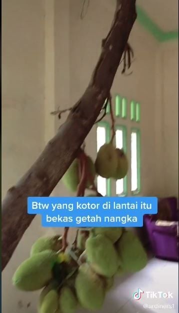 Pohon nangka di dalam rumah (TikTok @ardiners12)