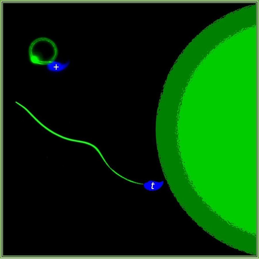 Gambaran sperma t-haplotipe (t) meracuni sperma lain (+) agar mencapai sel telur (Max-Planck-Gesell)