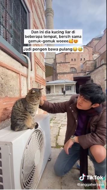 Pria ini pergi ke Turki untuk lihat kucing liar (TikTok @anggaherjuna)