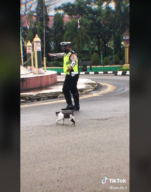 Video polisi bantu kucing menyeberang jalan. (TikTok/yandie.f)