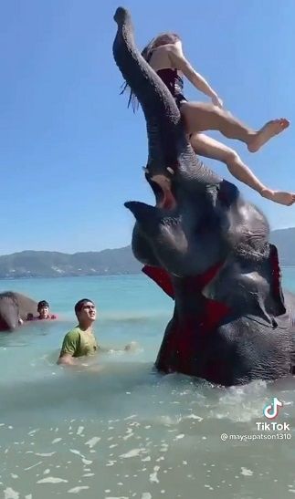 Pose Cantik Bareng Gajah, Endingnya Mengejutkan. (TikTok)