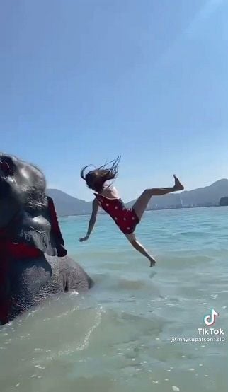 Pose Cantik Bareng Gajah, Endingnya Mengejutkan. (TikTok)