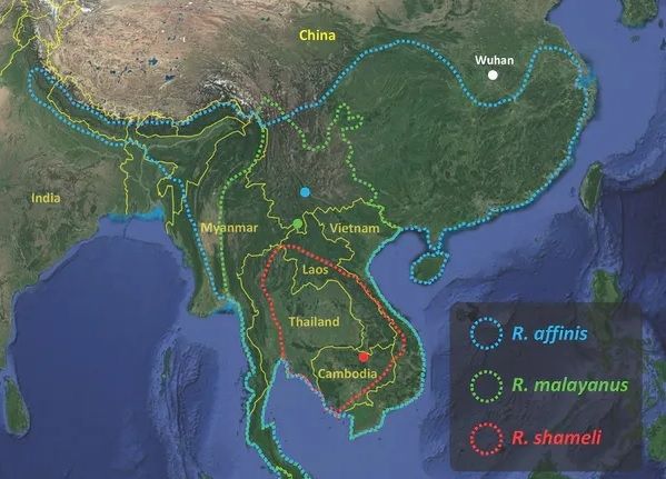 Penyebaran geografis dari tiga spesies kelelawar yang bervirus seperti SARS-Cov-2 telah diurutkan. Titik berwarna mengindikasikan lokalitas asal mula virus RaTG13 (biru), RmYN02 (hijau), RshSTT182 and RshSTT200 (merah). [The Conversation/Alexandre Hassanin/ iucnredlist.org/author provided] 