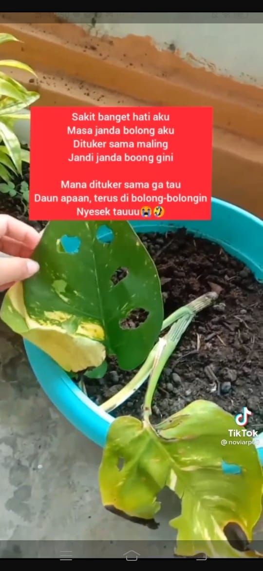 Janda Bolong ditukar dengan janda boong (TikTok)