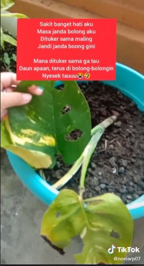 Maling tanaman monstera diganti janda bohong. (Tiktok/@noviarp07)