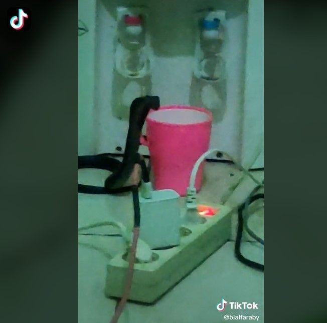 Ular masuk ke kosan (tiktok)