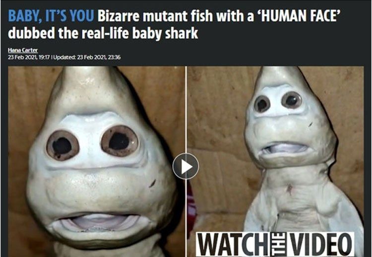 Penemuan bayi Hiu Putih mirip wajah manusia hebohkan Media Inggris. [Tangkapan layar The Sun]