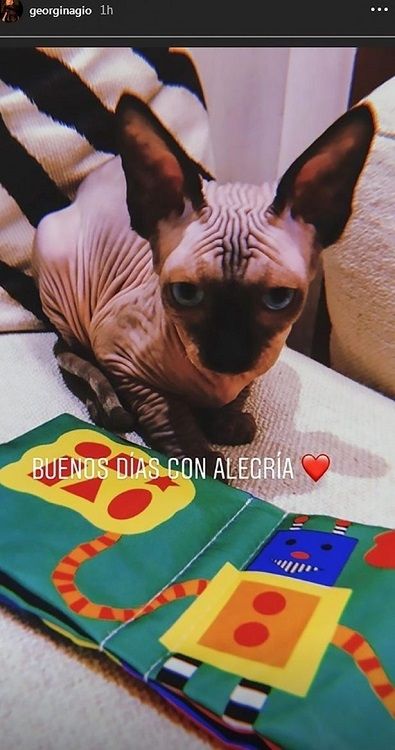 Pepe, kucing peliharaan Georgina Rodriguez dan Ronaldo. (Instagram/georginagio)