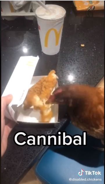 Ayam makan ayam fillet McD (TikTok @disabled.chickens)