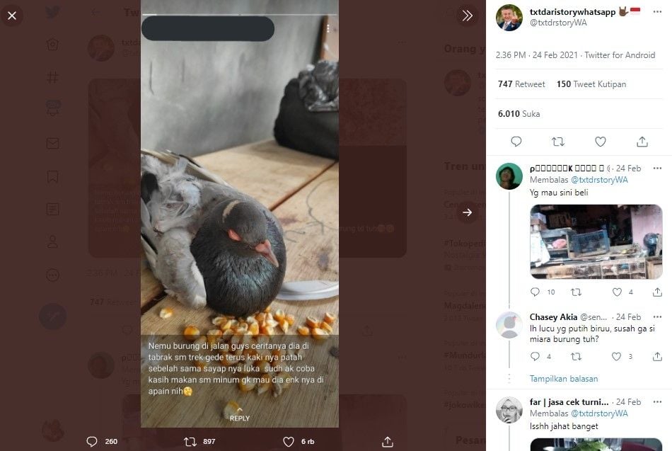 Temukan burung dara terluka (Twitter/txtdrstorywa)