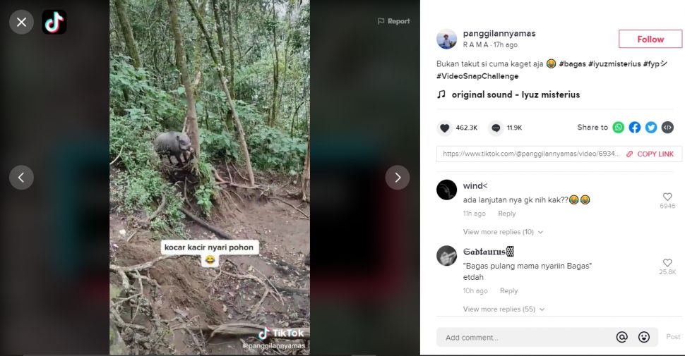 Viral pendaki gunung dicegat babi hutan (TikTok).