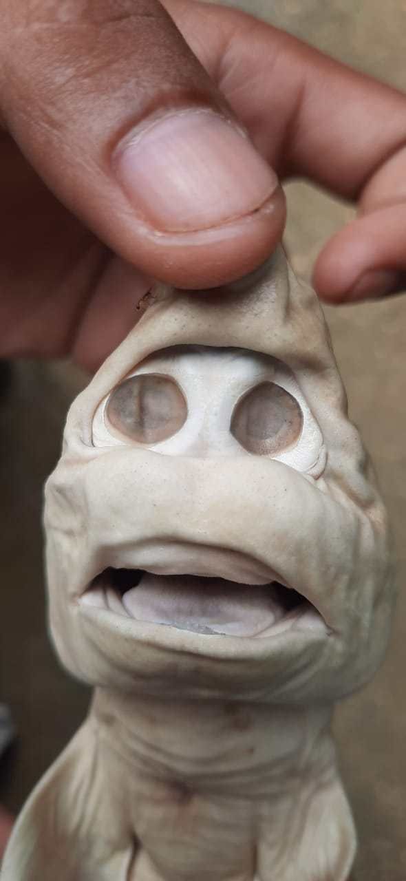Ikan hiu mirip wajah orang. [Digtara.com]