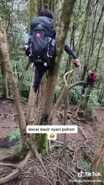 Bertemu Bagas 'Babi Ganas' di Gunung Cikuray (TikTok @panggilannyamas)