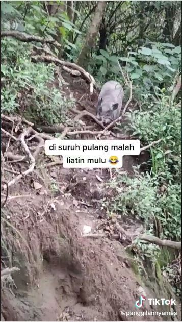 Bertemu Bagas 'Babi Ganas' di Gunung Cikuray (TikTok @panggilannyamas)