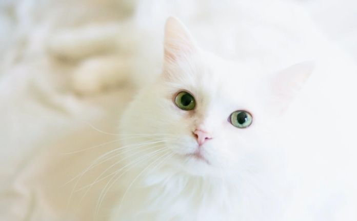 Ilustrasi kucing putih (pexels/Emily Hopper)