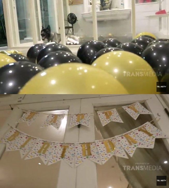 Potret meriah pesta ulang tahun anjing Nia Ramadhani, Maximus Bakrie. (YouTube/TRANS TV Official)
