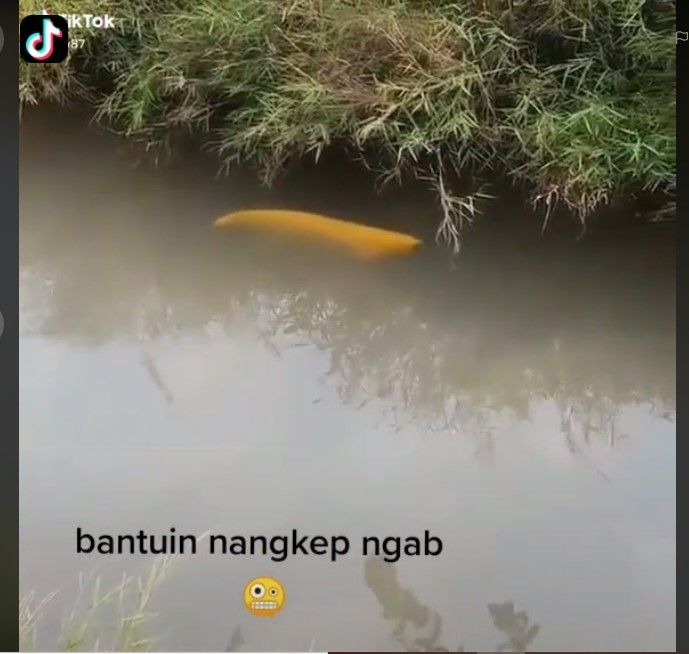 Arwana Golden di parit (TikTok)