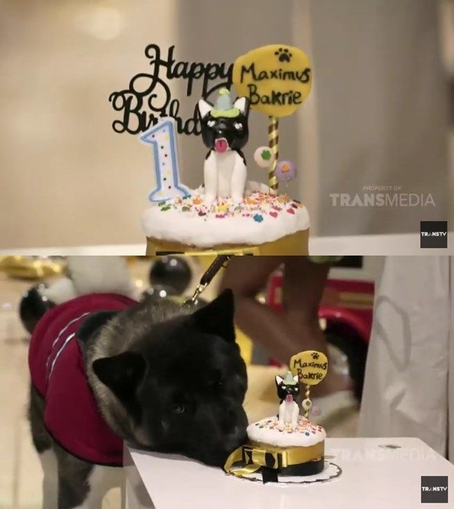 Potret meriah pesta ulang tahun anjing Nia Ramadhani, Maximus Bakrie. (YouTube/TRANS TV Official)