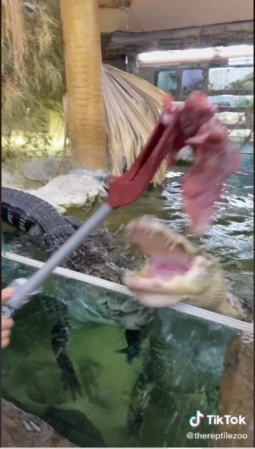 Memberi makan buaya di kebun binatang (TikTok @thereptilezoo)