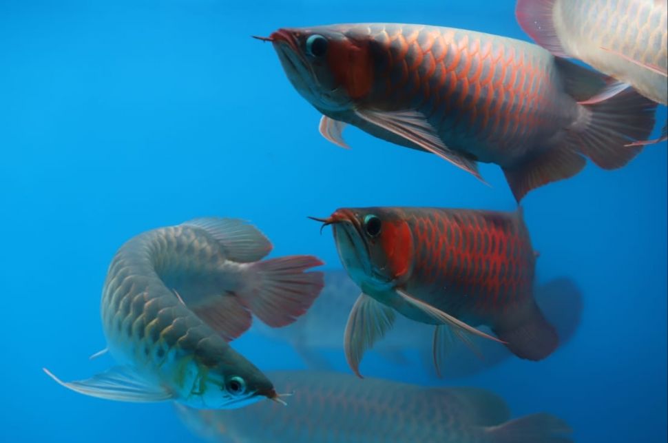 Ikan Arowana. (Dok: Istimewa)